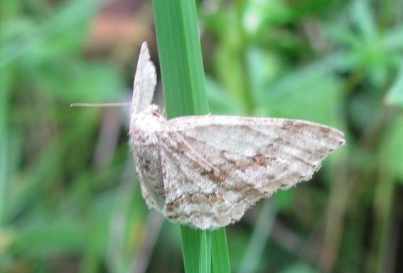 Geometridae da ID - Cfr. Ectropis crepuscularia